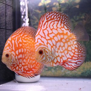 ２匹セット　４月２８日までのお届け限定　ディスカス(熱帯魚)