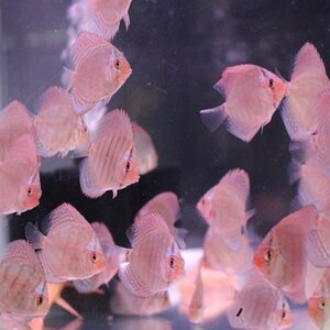 ６匹セット　４月１４日までのお届け限定　ディスカス(熱帯魚)