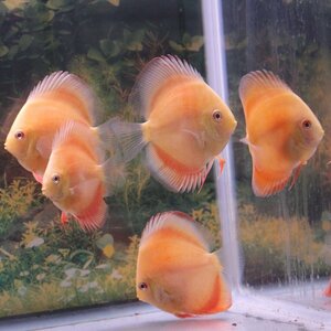 アルビノレッドゴールデンダイヤモンド　５匹セット　４月２８日までのお届け限定　ディスカス(熱帯魚)