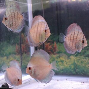 １／２アルビノ　５匹セット　４月２８日までのお届け限定　ディスカス(熱帯魚)