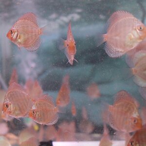 スーパーコバルト　１０匹セット　５月５日までのお届け限定　ディスカス(熱帯魚)