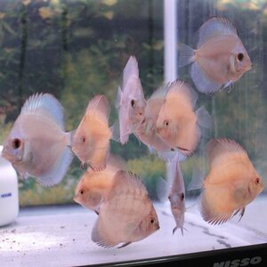 １０匹セット　ＮＯ２　５月５日までのお届け限定　ディスカス(熱帯魚)