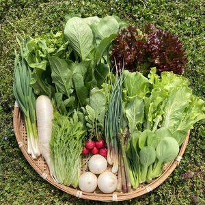 新鮮！旬の野菜セット(春) Sサイズ 栽培期間中農薬・化学肥料不使用