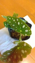 原種　Begonia maculata　①　ベゴニア　マクラタ　水玉　模様　観葉植物　マキュラータ　マクラータ　木立ち_画像2