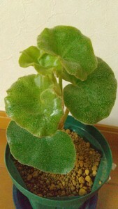 Begonia venosa　ベゴニア　ヴェノサ　観葉植物　毛　葉並び　木立ち　ヴェノーサ　ベノーサ　ウブ毛　白い花