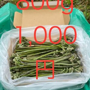 わらび　800g 1,000円　4/18 ②