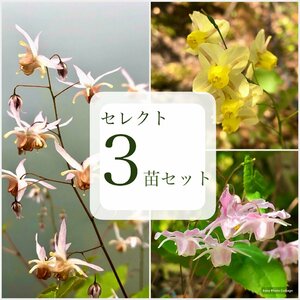 山野草 春の花 イカリソウ 3苗セット