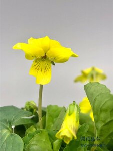 山野草 春の花 アメリカキスミレ