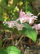 山野草 春の花 イカリソウ 3苗セット_画像5