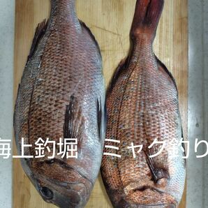 海上釣堀　ミャク釣り仕掛け　6本セット