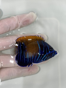 イナズマヤッコ幼魚 5ｃｍ± （新春セール）