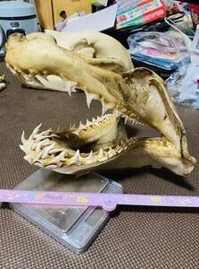 サメ鮫の顎骨標本　牙たくさん