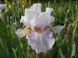  german Iris красивый . изысканный цвет Princess kis