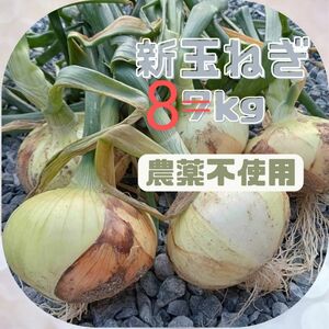 新玉ねぎ　農薬不使用　８㌔