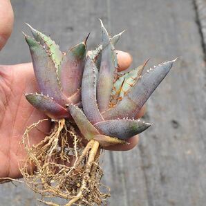 アガベ オテロイ 2株セット 多肉植物 チタノタ titanota 特選 キュービック 白鯨 Agave の画像2