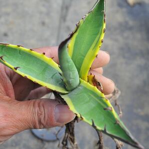 アガベ スカブラ 錦 ショートリーフ 黄覆輪 多肉植物 チタノタ Agave ポタトラム 斑入りの画像3