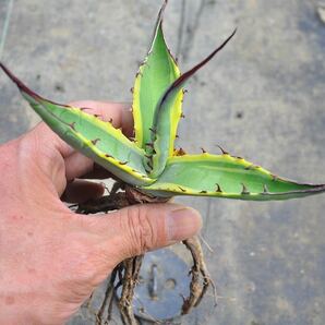 アガベ スカブラ 錦 ショートリーフ 黄覆輪 多肉植物 チタノタ Agave ポタトラム 斑入りの画像5