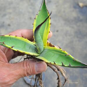 アガベ スカブラ 錦 ショートリーフ 黄覆輪 多肉植物 チタノタ Agave ポタトラム 斑入りの画像1