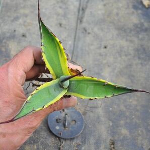 アガベ スカブラ 錦 ショートリーフ 黄覆輪 多肉植物 チタノタ Agave ポタトラム 斑入りの画像2