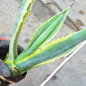 アガベ アメリカーナ 黄覆輪 ② 多肉植物 Aloe 錦 実生 チタノタ フェロックス アロエ エリナケア の画像2