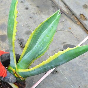 アガベ アメリカーナ 黄覆輪 ② 多肉植物 Aloe 錦 実生 チタノタ フェロックス アロエ エリナケア の画像4