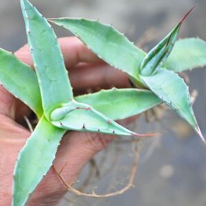 アガベ ジェントリー エスコンディーダ 実生 ジョーズ Agave 陽炎 キュービック ポタトラム チタノタの画像1