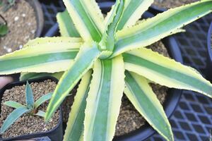 アガベ コーネリウス　斑無し子株　希少　レア株　Agave 錦 チタノタ 多肉植物 アメリカーナ プロト　