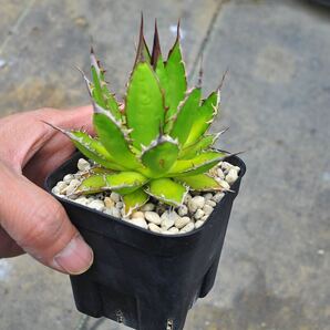 アガベ ホリダホリダ 実生 Agave horrida 多肉植物 ホリダ ドワーフ モンタナ 矮性 ドワーフチタノタ の画像9