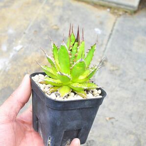 アガベ ホリダホリダ 実生 Agave horrida 多肉植物 ホリダ ドワーフ モンタナ 矮性 ドワーフチタノタ の画像4