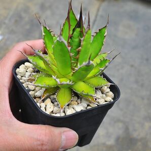 アガベ ホリダホリダ 実生 Agave horrida 多肉植物 ホリダ ドワーフ モンタナ 矮性 ドワーフチタノタ の画像6