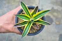 アガベ 五色万代　濃厚色　笹の雪 多肉植物 錦 斑入り　作り込み　Agave チタノタ_画像8