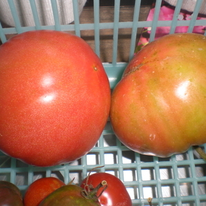 ポンデローザトマト 生食用大玉トマト 20粒 格安送料無料の画像1