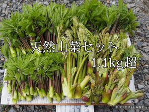 《4/30採取》信州浅間山南麓産 天然山菜セット　タラの芽 コシアブラ 1.１kg