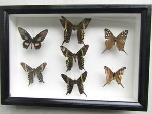 ##C insect specimen chou...... butterfly . case attaching ##