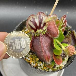 Cephalotus follicularis 'Hummer's Giant' セファロタス 食虫植物の画像2