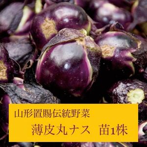 ★山形の野菜★置賜名産 薄皮丸ナス　茄子苗1株