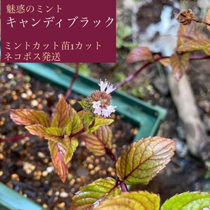 キャンディブラック ミントカット苗1株C