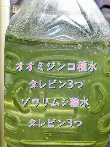 オオミジンコ種水 (タレビン3つ)+ゾウリムシ種水(タレビン3つ)☆お得なスターターセット☆