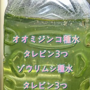 オオミジンコ種水 (タレビン3つ)+ゾウリムシ種水(タレビン3つ)☆お得なスターターセット☆