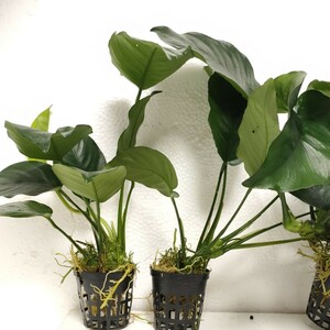 * Anubias bar Terry approximately 25cm 2POT set imported goods..