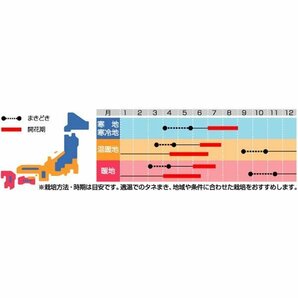 種15粒 ルピナス・テキセンシス 'ブルーボネット' ルピナス・ブルーボンネット Lupinus texensis ルピナス テキサスブルーボネットの画像2