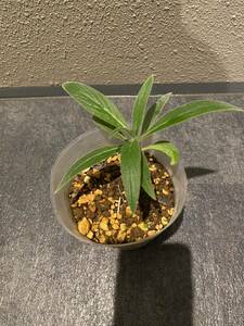 レア蜜源植物　エキウム・カンディカンス Echium candicans B