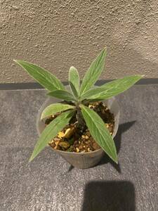 レア蜜源植物　エキウム・カンディカンス Echium candicans F