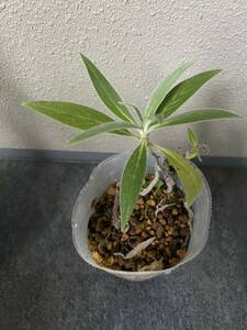 レア蜜源植物　エキウム・カンディカンス Echium candicans B