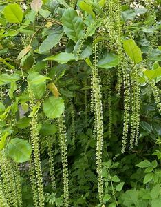 イテア　イリキフォリア [Itea ilicifolia]　苗