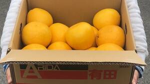 和歌山 有田 AQ 河内晩柑 赤秀 2L以上 8kg (20~24個入) かわちばんかん 和製グレープフルーツ