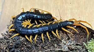 Scolopendra Cataracta sp. ムカデ12-13cm。レア。1円スタート