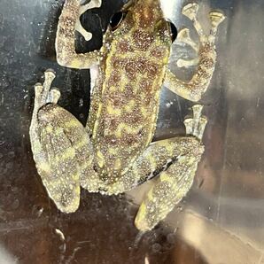 日本初。Amolops sengae sp. Seng’s Lao torrent frog ガエル, 2匹。超レアの画像1