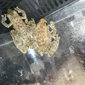 日本初。Amolops sengae sp. Seng’s Lao torrent frog ガエル, 2匹。超レアの画像3