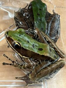 Odorrana chloronotaカエル。copper-cheeked frog サブアダルトペア。レア